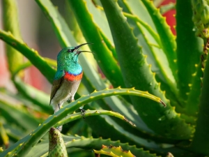 3 Quick Tips to Attract Hummingbirds to your feeder